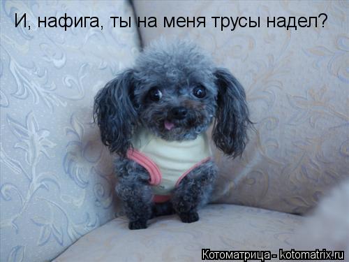 И, нафига, ты на меня трусы надел?... Котоматрица: И, нафига, ты на меня трусы надел?