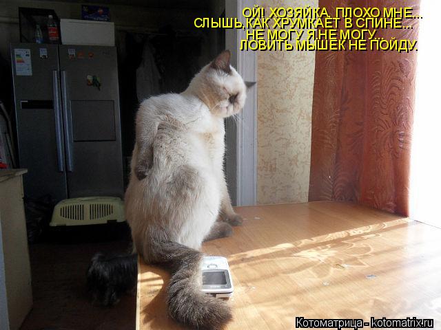 ОЙ! ХОЗЯЙКА, ПЛОХО МНЕ... СЛЫШЬ,КАК ХРУМКАЕТ В СПИНЕ... НЕ МОГУ Я.НЕ МОГУ... ЛОВИТЬ МЫШЕК НЕ ПОЙДУ.... Котоматрица: ОЙ! ХОЗЯЙКА, ПЛОХО МНЕ... СЛЫШЬ,КАК ХРУМКАЕТ В СПИНЕ... НЕ МОГУ Я.НЕ МОГУ... ЛОВИТЬ МЫШЕК НЕ ПОЙДУ.