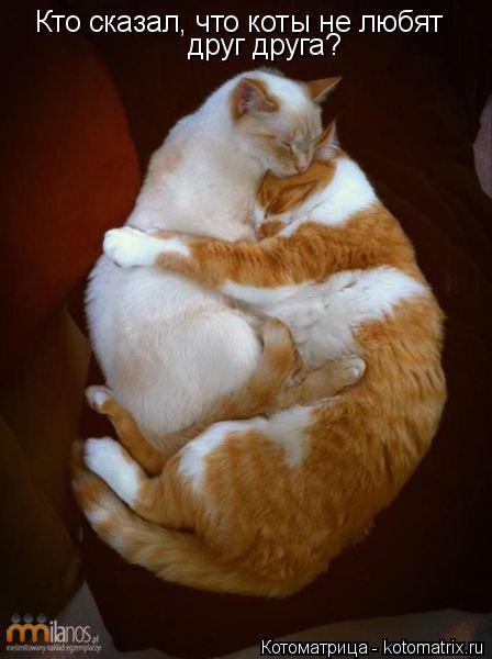Кто сказал, что коты не любят друг друга?... Котоматрица: Кто сказал, что коты не любят друг друга?