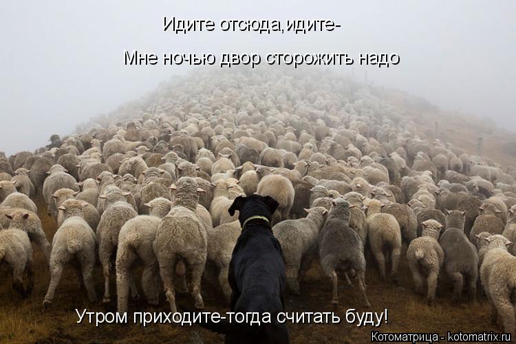 Идите отсюда,идите- Мне ночью двор сторожить надо Утром приходите-тогда считать буду!... Котоматрица: Идите отсюда,идите- Мне ночью двор сторожить надо Утром приходите-тогда считать буду!