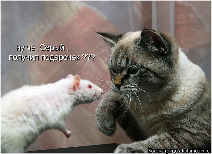 Котоматрица: ну чё ,Серый , получил подарочек ???