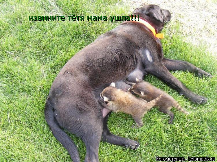 извините тётя мама ушла!!!... Котоматрица: извините тётя мама ушла!!!