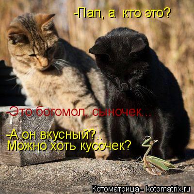 -Пап, а кто это? -Это богомол, сыночек... -А он вкусный?.. Можно хоть кусочек?... Котоматрица: -Пап, а кто это? -Это богомол, сыночек... -А он вкусный?.. Можно хоть кусочек?