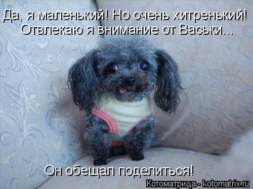 Да, я маленький! Но очень хитренький! Отвлекаю я внимание от Васьки... Он обещал поделиться!... Котоматрица: Да, я маленький! Но очень хитренький! Отвлекаю я внимание от Васьки... Он обещал поделиться!