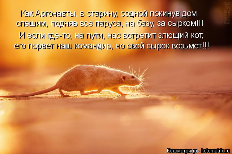его порвет наш командир, но свой сырок возьмет!!! И если где-то, на пути, нас встретит злющий кот, сп... Котоматрица: его порвет наш командир, но свой сырок возьмет!!! И если где-то, на пути, нас встретит злющий кот, спешим, подняв все паруса, на базу, за сырком!!
