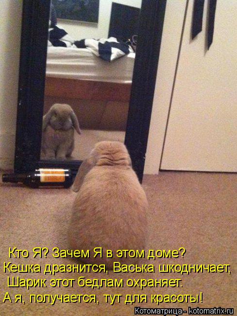 Кто Я? Зачем Я в этом доме? Кешка дразнится, Васька шкодничает, Шарик этот бедлам охраняет. А я, полу... Котоматрица: Кто Я? Зачем Я в этом доме? Кешка дразнится, Васька шкодничает, Шарик этот бедлам охраняет. А я, получается, тут для красоты!