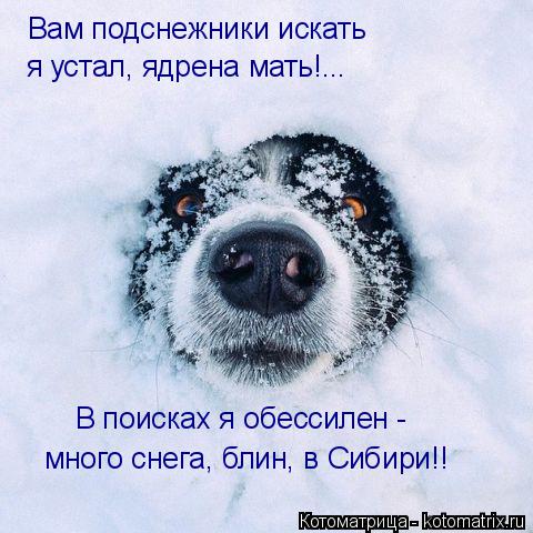 Вам подснежники искать я устал, ядрена мать!... В поисках я обессилен - много снега, блин, в Сибири!!... Котоматрица: Вам подснежники искать я устал, ядрена мать!... В поисках я обессилен - много снега, блин, в Сибири!!