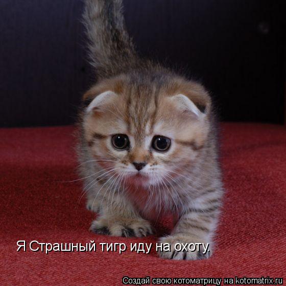 Я Страшный тигр иду на охоту.... Котоматрица: Я Страшный тигр иду на охоту.