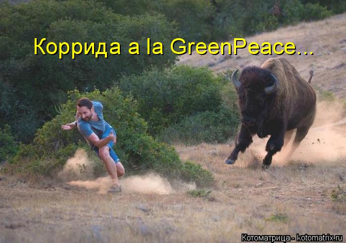 Коррида a la GreenPeace...... Котоматрица: Коррида a la GreenPeace...