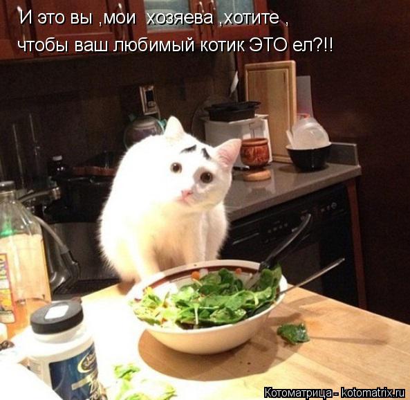И это вы ,мои хозяева ,хотите , чтобы ваш любимый котик ЭТО ел?!!... Котоматрица: И это вы ,мои хозяева ,хотите , чтобы ваш любимый котик ЭТО ел?!!