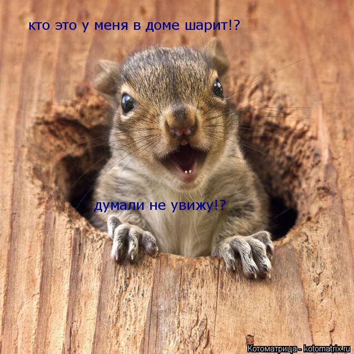 кто это у меня в доме шарит!? думали не увижу!?... Котоматрица: кто это у меня в доме шарит!? думали не увижу!?