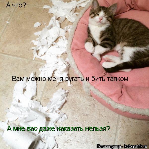 А что? Вам можно меня ругать и бить тапком А мне вас даже наказать нельзя?... Котоматрица: А что? Вам можно меня ругать и бить тапком А мне вас даже наказать нельзя?