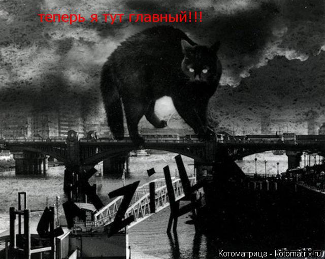 теперь я тут главный!!!... Котоматрица: теперь я тут главный!!!