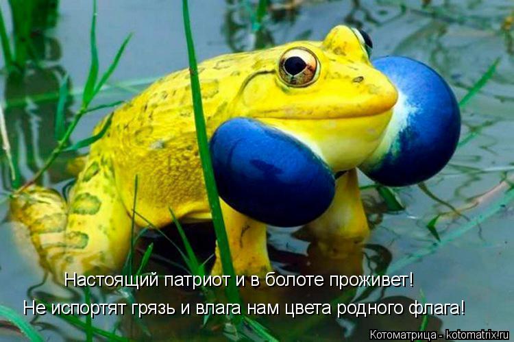 Не испортят грязь и влага нам цвета родного флага! Настоящий патриот и в болоте проживет!... Котоматрица: Не испортят грязь и влага нам цвета родного флага! Настоящий патриот и в болоте проживет!