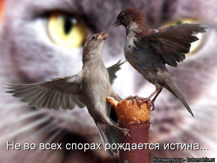Не во всех спорах рождается истина...... Котоматрица: Не во всех спорах рождается истина...