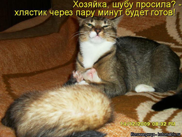 Хозяйка, шубу просила? - хлястик через пару минут будет готов!... Котоматрица: Хозяйка, шубу просила? - хлястик через пару минут будет готов!