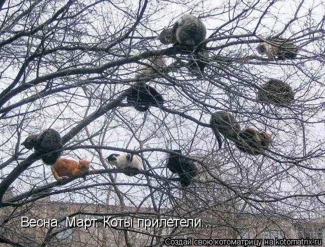 Весна. Март. Коты прилетели....... Котоматрица: Весна. Март. Коты прилетели....