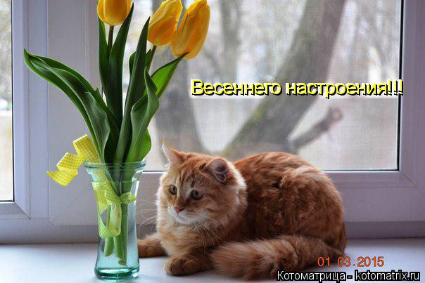 Весеннего настроения!!! Весеннего настроения!!! Весеннего настроения!!!... Котоматрица: Весеннего настроения!!! Весеннего настроения!!! Весеннего настроения!!!