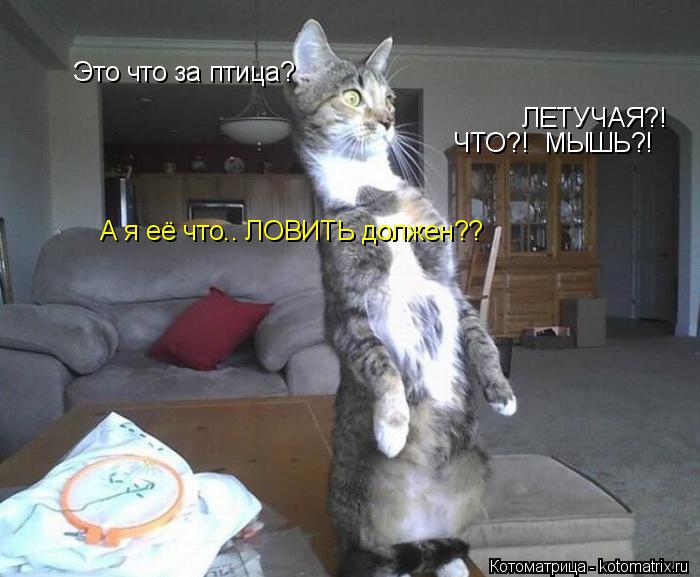 Это что за птица? ЧТО?! МЫШЬ?! ЛЕТУЧАЯ?! А я её что.. ЛОВИТЬ должен??... Котоматрица: Это что за птица? ЧТО?! МЫШЬ?! ЛЕТУЧАЯ?! А я её что.. ЛОВИТЬ должен??