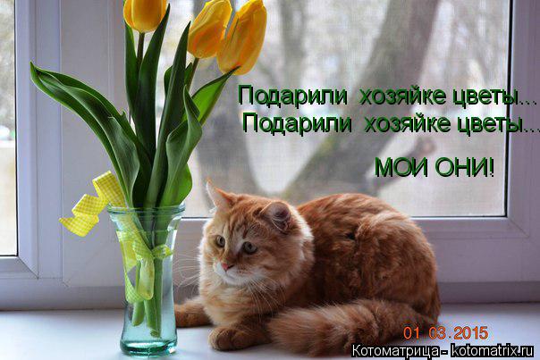 Подарили хозяйке цветы... Подарили хозяйке цветы... МОИ ОНИ!... Котоматрица: Подарили хозяйке цветы... Подарили хозяйке цветы... МОИ ОНИ!