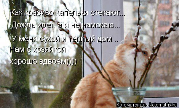 Как красиво капельки стекают... Дождь идёт, а я не намокаю... У меня сухой и тёплый дом... Нам с хозя... Котоматрица: Как красиво капельки стекают... Дождь идёт, а я не намокаю... У меня сухой и тёплый дом... Нам с хозяйкой хорошо вдвоём))))