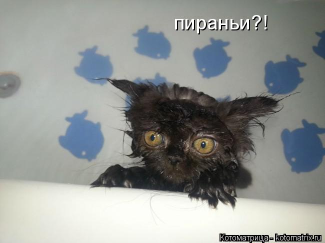 пираньи?!... Котоматрица: пираньи?!