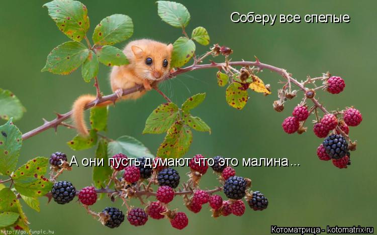 Соберу все спелые А они пусть думают что это малина ...... Котоматрица: Соберу все спелые А они пусть думают что это малина ...