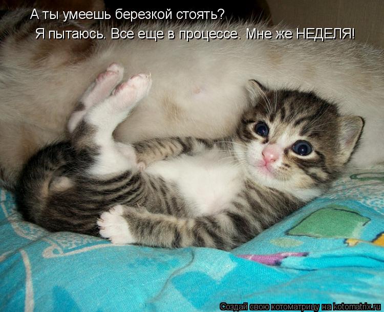А ты умеешь березкой стоять? Я пытаюсь. Все еще в процессе. Мне же НЕДЕЛЯ!... Котоматрица: А ты умеешь березкой стоять? Я пытаюсь. Все еще в процессе. Мне же НЕДЕЛЯ!