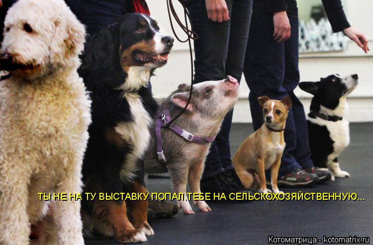 ТЫ НЕ НА ТУ ВЫСТАВКУ ПОПАЛ.ТЕБЕ НА СЕЛЬСКОХОЗЯЙСТВЕННУЮ...... Котоматрица: ТЫ НЕ НА ТУ ВЫСТАВКУ ПОПАЛ.ТЕБЕ НА СЕЛЬСКОХОЗЯЙСТВЕННУЮ...