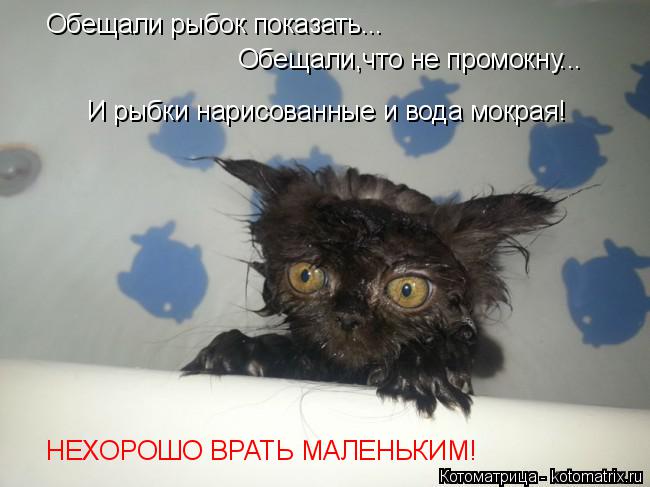 Обещали рыбок показать... Обещали,что не промокну... И рыбки нарисованные и вода мокрая! НЕХОРОШО ВРА... Котоматрица: Обещали рыбок показать... Обещали,что не промокну... И рыбки нарисованные и вода мокрая! НЕХОРОШО ВРАТЬ МАЛЕНЬКИМ!