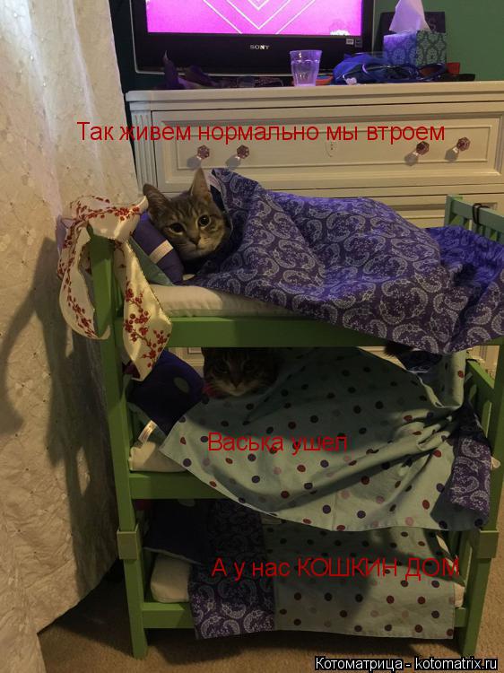 Так живем нормально мы втроем Васька ушел А у нас КОШКИН ДОМ... Котоматрица: Так живем нормально мы втроем Васька ушел А у нас КОШКИН ДОМ