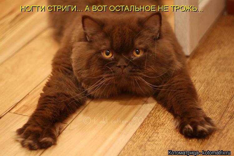 НОГТИ СТРИГИ... А ВОТ ОСТАЛЬНОЕ НЕ ТРОЖЬ...... Котоматрица: НОГТИ СТРИГИ... А ВОТ ОСТАЛЬНОЕ НЕ ТРОЖЬ...