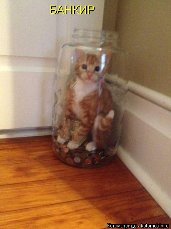 БАНКИР... Котоматрица: БАНКИР