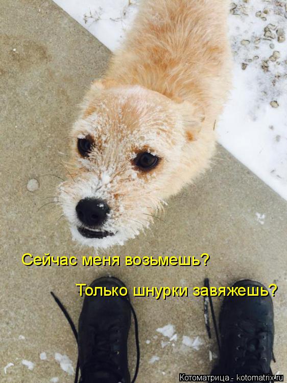 Сейчас меня возьмешь? Только шнурки завяжешь?... Котоматрица: Сейчас меня возьмешь? Только шнурки завяжешь?