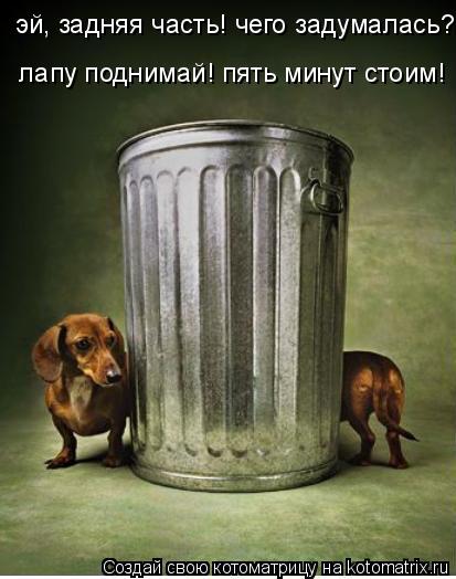 эй, задняя часть! чего задумалась? лапу лапу поднимай! пять минут стоим!... Котоматрица: эй, задняя часть! чего задумалась? лапу лапу поднимай! пять минут стоим!