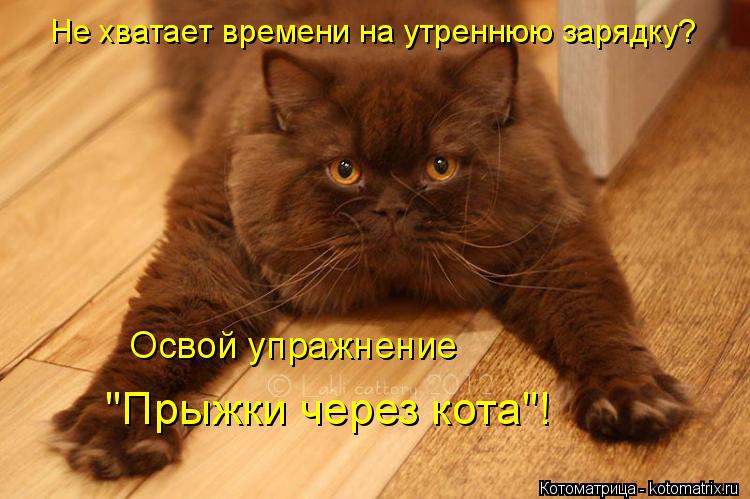 Не хватает времени на утреннюю зарядку? Освой упражнение "Прыжки через кота"!... Котоматрица: Не хватает времени на утреннюю зарядку? Освой упражнение "Прыжки через кота"!