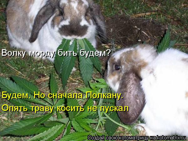 Котоматрица: Волку морду бить будем? Будем. Но сначала Полкану. Опять траву косить не пускал