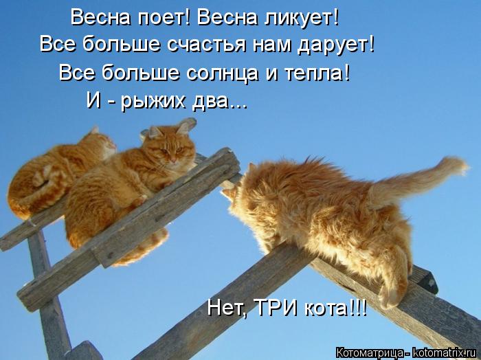 Весна поет! Весна ликует! Все больше счастья нам дарует! Все больше солнца и тепла! И - рыжих два... ... Котоматрица: Весна поет! Весна ликует! Все больше счастья нам дарует! Все больше солнца и тепла! И - рыжих два... Нет, ТРИ кота!!!