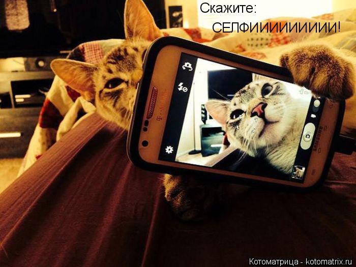 Скажите: СЕЛФИИИИИИИИИ !... Котоматрица: Скажите: СЕЛФИИИИИИИИИ !