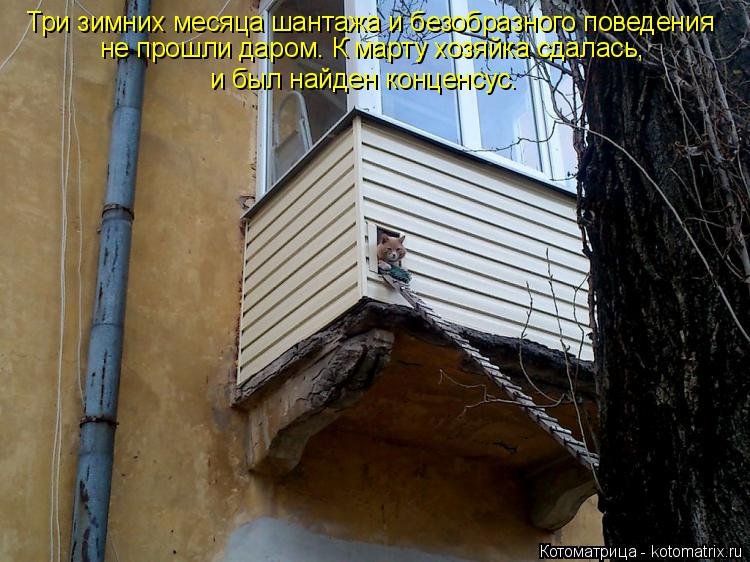 Три зимних месяца шантажа и безобразного поведения не прошли даром. К марту хозяйка сдалась, и был на... Котоматрица: Три зимних месяца шантажа и безобразного поведения не прошли даром. К марту хозяйка сдалась, и был найден конценсус.