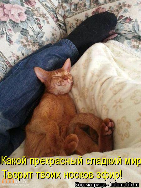 Какой прекрасный сладкий мир Творит твоих носков эфир!... Котоматрица: Какой прекрасный сладкий мир Творит твоих носков эфир!