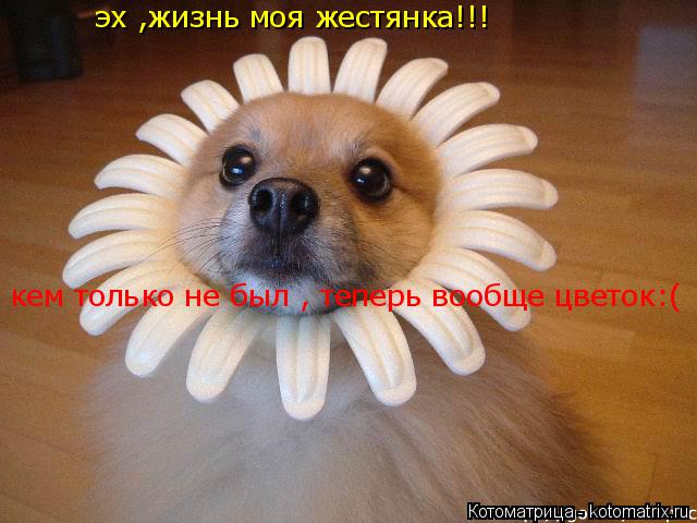 эх ,жизнь моя жестянка!!! кем только не был , теперь вообще цветок:(... Котоматрица: эх ,жизнь моя жестянка!!! кем только не был , теперь вообще цветок:(