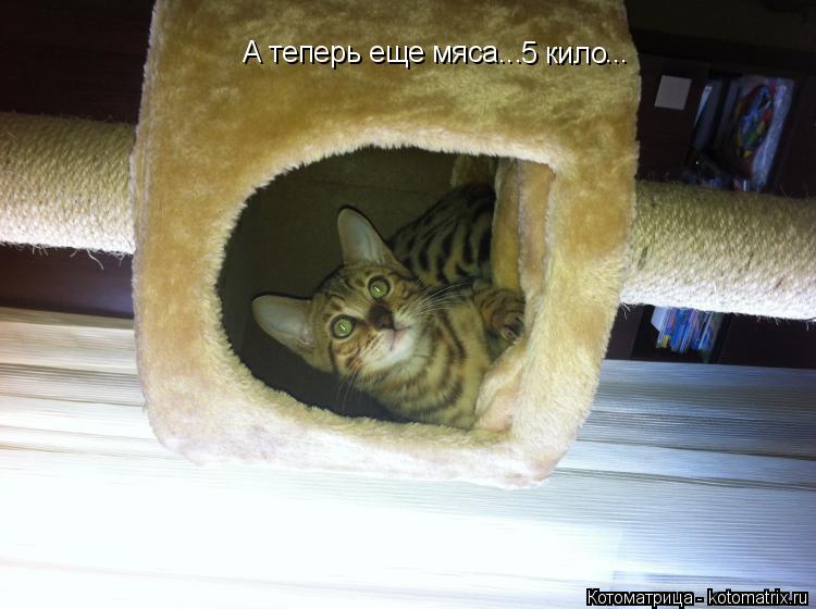 А теперь еще мяса... 5 кило ...... Котоматрица: А теперь еще мяса... 5 кило ...
