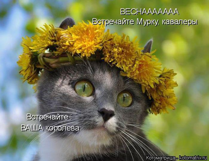 ВЕСНААААААА Встречайте Мурку, кавалеры Встречайте : ВАША королева... Котоматрица: ВЕСНААААААА Встречайте Мурку, кавалеры Встречайте : ВАША королева