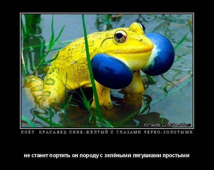 ПОЁТ КРАСАВЕЦ СИНЕ-ЖЁЛТЫЙ С ГЛАЗАМИ ЧЁРНО-ЗОЛОТЫМИ не станет портить он породу с зелёными лягушками ... Котоматрица: ПОЁТ КРАСАВЕЦ СИНЕ-ЖЁЛТЫЙ С ГЛАЗАМИ ЧЁРНО-ЗОЛОТЫМИ не станет портить он породу с зелёными лягушками простыми