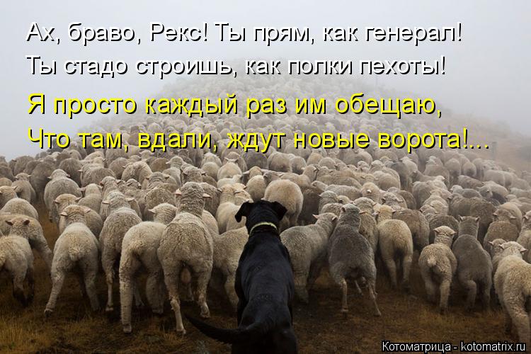 Ах, браво, Рекс! Ты прям, как генерал! Ты стадо строишь, как полки пехоты! Я просто каждый раз им обе... Котоматрица: Ах, браво, Рекс! Ты прям, как генерал! Ты стадо строишь, как полки пехоты! Я просто каждый раз им обещаю, Что там, вдали, ждут новые ворота!...