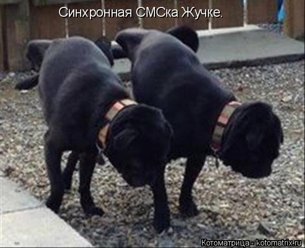 Синхронная СМСка Жучке.... Котоматрица: Синхронная СМСка Жучке.