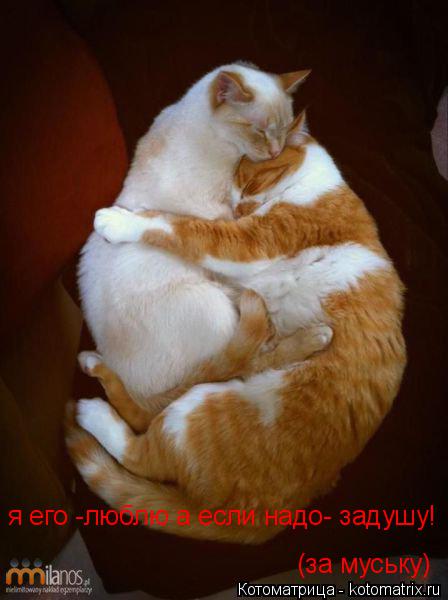 я его -люблю а если надо- задушу! (за муську)... Котоматрица: я его -люблю а если надо- задушу! (за муську)