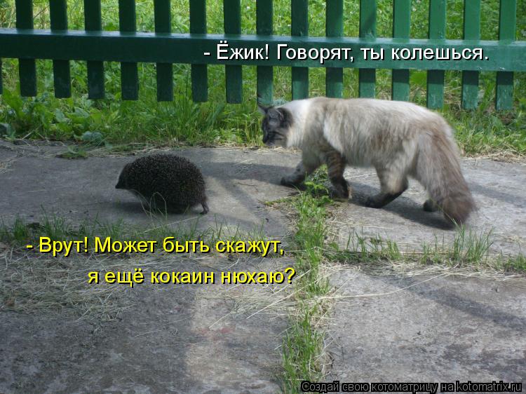 - Ёжик! Говорят, ты колешься. - Врут! Может быть скажут, я ещё кокаин нюхаю?... Котоматрица: - Ёжик! Говорят, ты колешься. - Врут! Может быть скажут, я ещё кокаин нюхаю?