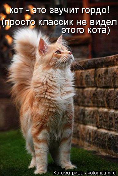 кот - это звучит гордо! этого кота) (просто классик не видел... Котоматрица: кот - это звучит гордо! этого кота) (просто классик не видел